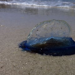 Invasión de medusas 'Velella velella' en las playas de Galicia