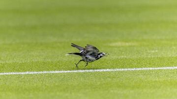 A small bird on court 18 ahead of the 2022 Wimbledon Championship at the All England Lawn Tennis and Croquet Club, Wimbledon. Picture date: Thursday June 23, 2022. (Photo by Steven Paston/PA Images via Getty Images)