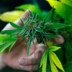 Qué es el ‘timo de la marihuana’ en qué consiste y cómo saber si me lo están haciendo