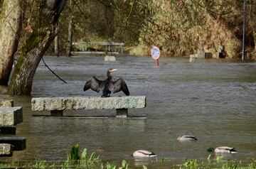 Inundaciones provocadas por el desbordamiento del río Miño en  Xunqueira de Espadanedo, Ourense, Galicia. La Dirección General de Emergencias e Interior de la Vicepresidencia Segunda de la Xunta ha extendido la alerta naranja por nevadas al sur de Ourense, que se suma a las zonas de montaña de la provincia, donde se esperan acumulaciones de más de 20 centímetros en 24 horas. Además, el Gobierno gallego ha extendido la suspensión del transporte escolar por las previsiones de nieve y fuertes rachas de viento a lo largo de hoy, provocando que más de 500 menores no puedan acudir a clase. La cota de nieve irá bajando con el paso de las horas y podría situarse en los 300 metros.