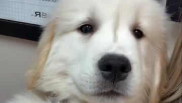 El adorable golden retriever que no puede evitar emocionarse durante su primera visita al veterinario: “Nuestro valiente osito polar”