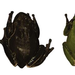 Las ranas negras de Chernóbil: así ha cambiado el color de los anfibios por la radiación nuclear