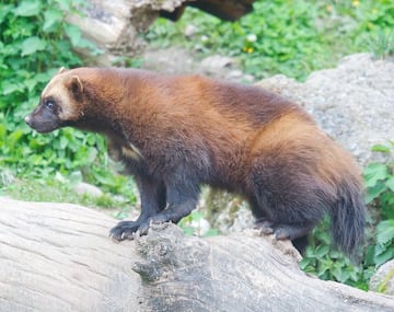 Así es el glotón o wolverine, el verdadero animal en el que se inspira el personaje de Lobezno.