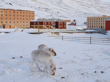 Fue vendida en 1927 por los suecos a Arktikugol Trust, la compañía minera estatal de la URSS para la extracción de carbón. La Unión Soviética, además, convirtió Pyramiden en un ejemplo de ciudad centralizada autosuficiente con escuela, piscina climatizada e incluso teatro. La actividad industrial cesó en 1998 con el cierre de la mina, y las bajas temperaturas han mantenido la ciudad prácticamente intacta.