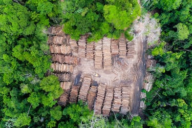 Vista aérea de un patio de almacenamiento de troncos provenientes de la tala autorizada en una zona de la selva amazónica brasileña.