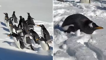 Springfield zoo releases penguins into snow-covered park amid record-breaking cold