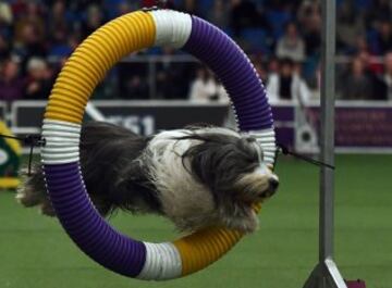 Westminster Kennel Club Masters Campeonato de Agility