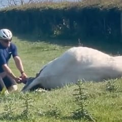 Graban a un ciclista ayudando a una vaca a parir