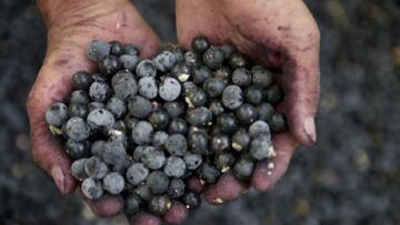 Investigadores canadienses prueban la baya de açaí como remedio contra la COVID-19