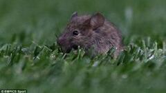 Insólito: Por cuarta vez Old Trafford tiene plaga de ratones