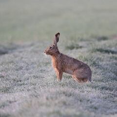 Sorpresa al detectar un virus nunca visto en conejos y liebres de España
