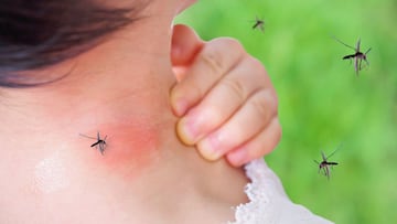 La enfermedad del dengue circula por el Mediterr¨¢neo