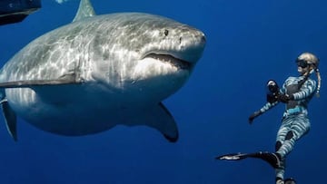 El que podría ser el mayor tiburón blanco del mundo junto a la buceadora @oceanramsey.