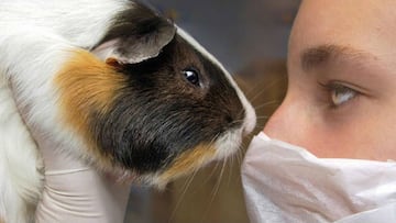 Se prohibirán las pruebas de productos domésticos en animales