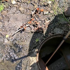 Las aguas residuales de Barcelona tenían coronavirus desde el 15 de enero