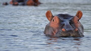 El problema de los hipopótamos salvajes de Pablo Escobar en Colombia
