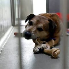 La queja de un refugio de animales por un cachorro de 10 semanas: fue el regalo de Navidad de una familia