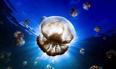 Nadia Aly es la gran triunfadora de los Ocean Photography Awards. La fotógrafa canadiense afincada en Estados Unidos también se llevó el primer premio en la categoría del portfolio, que se puede ver entero junto con los otros dos -y los finalistas de otras categorías- en oceanphotographyawards.com. 