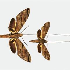 Nace una nueva especie: la predijo Darwin