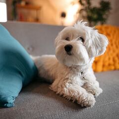 Scientists reveal the dangerous truth behind letting your dog sleep on your bed