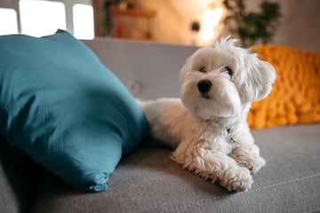 Peque?o, dulce y glamuroso, pero a pesar de su 'cara bonita, en ocasiones puede enfadarse.