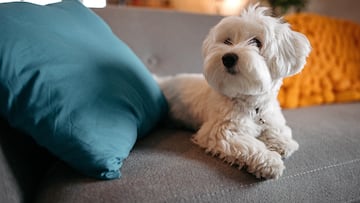 Veterinarians argue that there is no need for your dog to share your bed - and there are many health issues which you shouldn’t.