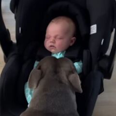 La reacción de un adorable staffordshire bulldog al conocer al nuevo integrante de la familia: “Es lo más dulce del mundo”