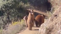 Una familia de osos, parada delante de una trail runner en un camino de California.