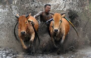 Un hombre espolea a sus vacas durante una competición de pacu jawi en Tanah Datar, en la provincia de Sumatra Occidental, Indonesia. El pacu jawi es una carrera en la que un jinete se sitúa sobre un arado de madera detrás
de un par de vacas, a las que sujeta por la cola, mientras recorren una pista en un campo de arroz embarrado.