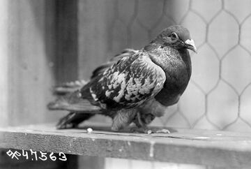 Cher Ami, en francés querido amigo, fue una paloma mensajera macho que nació en 1918 en Reino Unido y entrenada para el envío de mensajes. Al final de la I Guerra Mundial, 1918, fue asignado a la División 77 de Infantería del ejército de Estados Unidos. Durante una operación de retorno tras una incursión tras las líneas enemigas, el pelotón se vio rodeado por el ejército alemán por un lado, y por las tropas aliadas que disparaban por error al pelotón confundiéndolos con soldados alemanes. El comandante a cargo lanzó dos palomas, que fueron abatidas rápidamente, antes de lanzar a Cher Ami con un mensaje atado a la pata del ave donde indicaba su situación. Al poco de iniciar el vuelo Cher Ami fue alcanzada por un disparo alemán, pero sorprendentemente remontó el vuelo y llegó a su palomar, cubierta de sangre, con herida en el ojo y con una pata que colgaba solo del tendón. El mensaje llegó y el fuego amigo cesó. Al darse cuenta de la hazaña de esta heroína con alas, le operaron y salvaron su vida, pero no su pata que tuvieron que amputar y le pusieron una diminuta patita de madera. Cher Ami falleció 9 meses después de su hazaña por complicaciones derivadas de aquella acción.