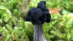 Descubren en Chernóbil un hongo que se alimenta de la radiación y es clave para colonizar Marte