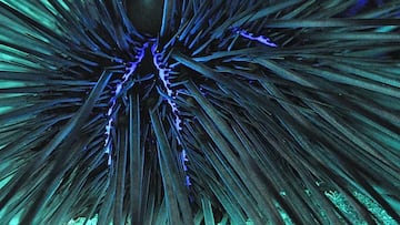 Alerta en Canarias por la pandemia silenciosa que está acabando con sus ‘ingenieros invisibles’: es una pieza clave en la cadena trófica