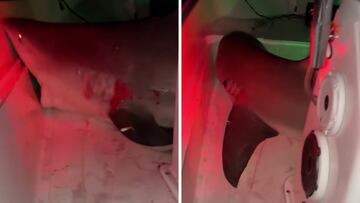 Un tiburón salta encima de un barco de 5 metros mientras un grupo de hombres pescaba de noche