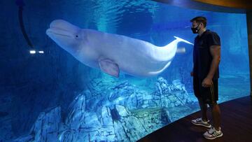 Felipe Reyes observa un beluga durante la visita del Madrid al Oceanografic de Valencia.