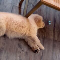 El encantador cachorro de golden retriever que ha desatado los comentarios en redes por su reacción mientras duerme: “El mío hace lo mismo”
