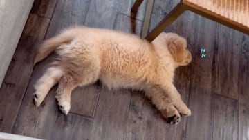 Instagram (@shadowsgoldenlife)