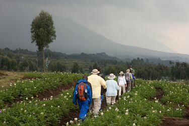 Ruanda puede ser un destino barato porque los visitantes pueden incluso conseguir alojamiento en los que pueden gastar sólo seis dólares. 
Cierto es que en Ruanda también existe un turismo de lujo sobre todo por algunos safaris para ver gorilas en las montaña. Ruanda es un país que ha encontrado en el turismo una forma de incentivar su economía.
Turistas caminan entre hileras de cultivos en vastas tierras de cultivo situadas al pie de volcanes en el Parque Nacional de los Volcanes, Ruanda.