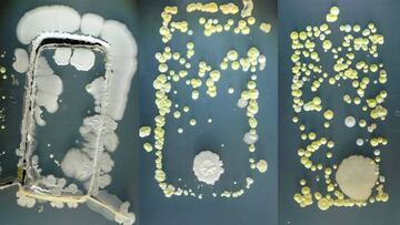 Un ejemplo visual de c&oacute;mo las bacterias pueden crecer alrededor de un smartphone
