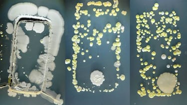 ¿Sabías que tu móvil tiene más bacterias que la taza del water?