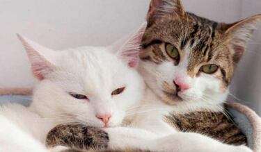 Día Internacional del Gato 2025: origen, significado y por qué se celebra el 8 de agosto en México