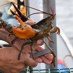 ¿Qué es el anisakis y cuándo se recomienda congelar el pescado, cuánto tiempo y a qué temperatura?