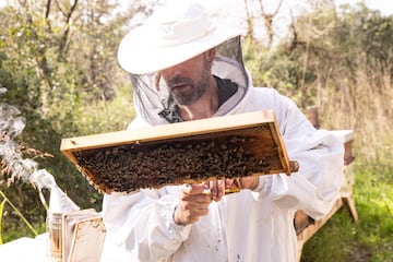 Éric Barbero sostiene un panal de abejas, en Collserola (Barcelona).