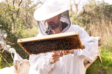 De David Beckham a Aristeo, el dios que protege a las abejas