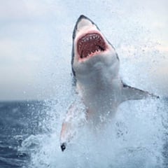 Un estudio pronostica hasta 1.800 ataques de tiburón en los próximos años