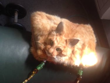 Venden en internet un bolso hecho con un gato muerto