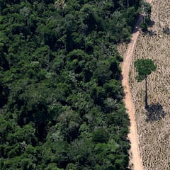 Two 19-year-olds build robot to replant forests: “The problem itself became our blueprint”