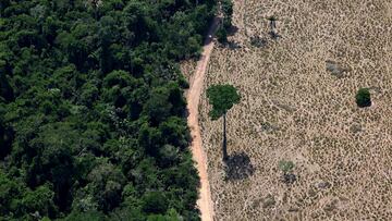 Two Portuguese 19-year-olds want to build a robot to replant forests: “The problem itself became our blueprint”