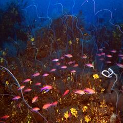 Hallazgo en Canarias: un monte submarino