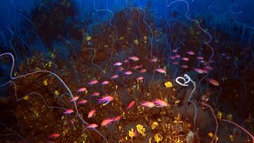 Corales y peces en la lava submarina del volcán Tajogaite de La Palma