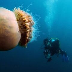 Preocupa la llegada a Francia de la medusa melena de león